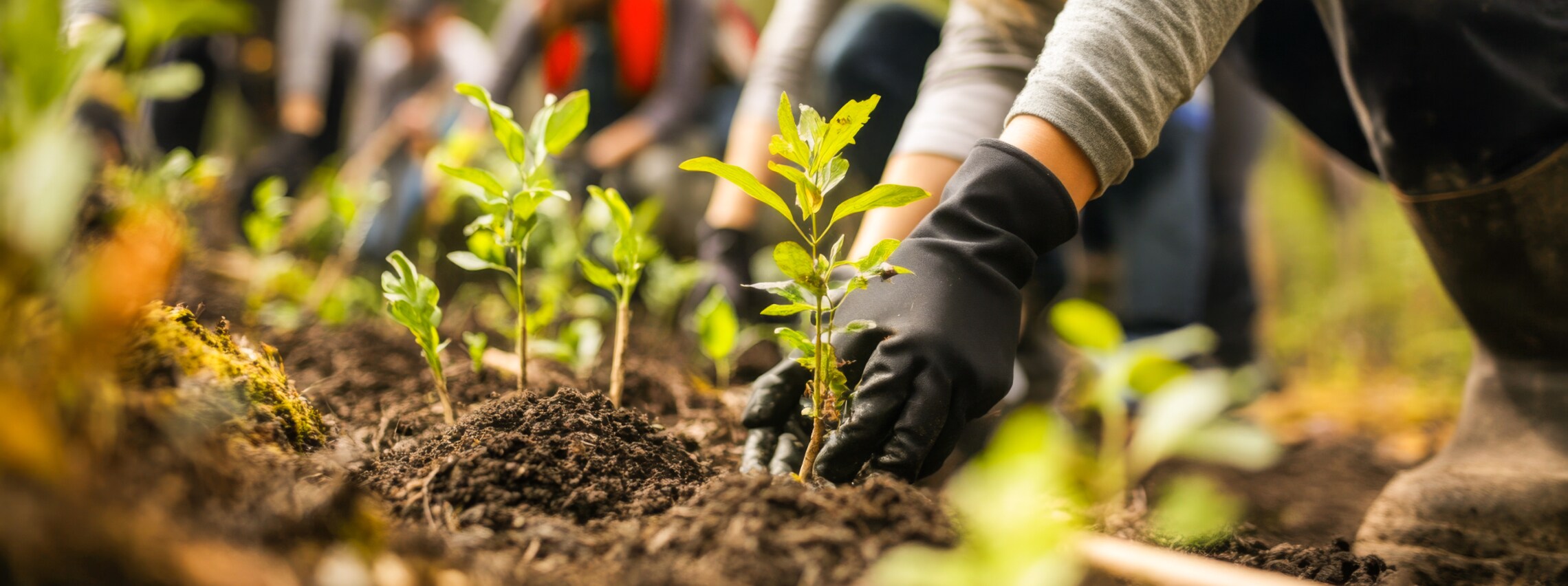 CG_Plantará GFB un millón de árboles para 2030